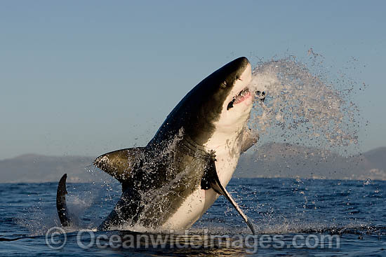 Great White Shark breaching photo