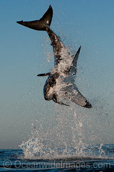 Great White Shark (Carcharodon carcharias) breaching whilst predating on the surface. Seal Island, False Bay, South Africa. Protected species. Photo - Chris & Monique Fallows Great White Shark (Carcharodon carcharias) breaching whilst predating on the surface. Seal Island, False Bay, South Africa. Protected species. Photo - Chris & Monique Fallows