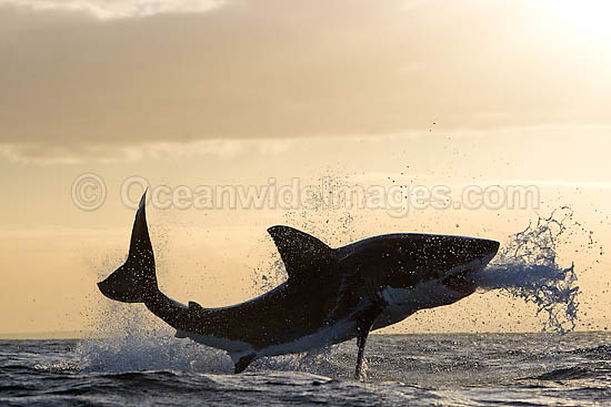 Great White Shark breaching photo