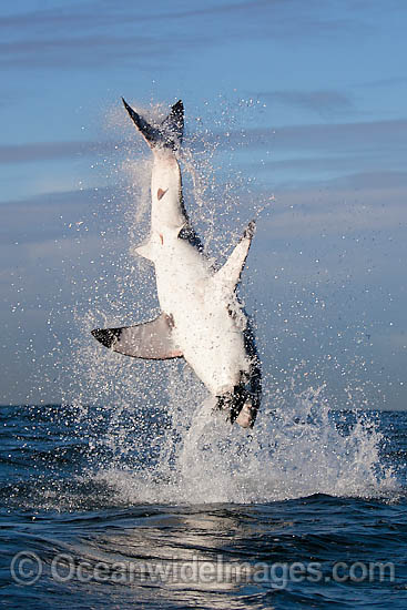 Great White Shark breaching photo Great White Shark breaching photo