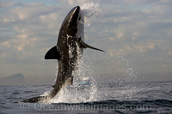 Great White Shark predation photo