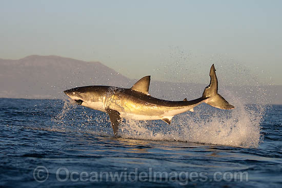 Great White Shark (Carcharodon carcharias) breaching whilst predating on the surface. Seal Island, False Bay, South Africa. Protected species. Photo - Chris & Monique Fallows Great White Shark (Carcharodon carcharias) breaching whilst predating on the surface. Seal Island, False Bay, South Africa. Protected species. Photo - Chris & Monique Fallows