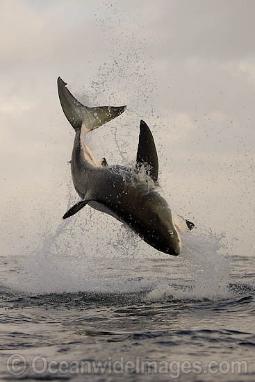 Great White Shark (Carcharodon carcharias) breaching whilst predating on the surface. Seal Island, False Bay, South Africa. Protected species. Photo - Chris & Monique Fallows Great White Shark (Carcharodon carcharias) breaching whilst predating on the surface. Seal Island, False Bay, South Africa. Protected species. Photo - Chris & Monique Fallows