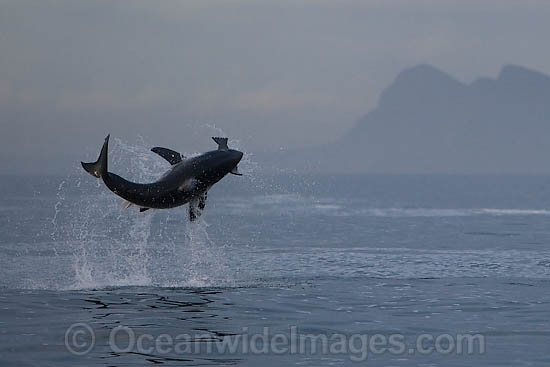 Great White Shark (Carcharodon carcharias) breaching whilst predating on the surface. Seal Island, False Bay, South Africa. Protected species. Photo - Chris & Monique Fallows Great White Shark (Carcharodon carcharias) breaching whilst predating on the surface. Seal Island, False Bay, South Africa. Protected species. Photo - Chris & Monique Fallows