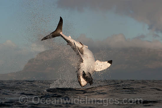 Great White Shark predation photo Great White Shark predation photo