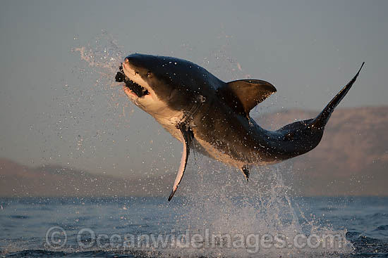 Great White Shark predation photo