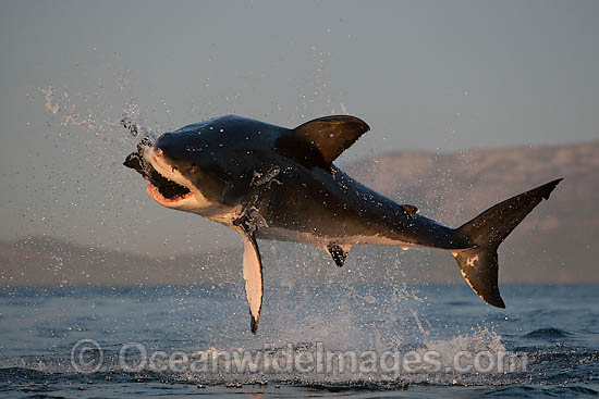 Great White Shark (Carcharodon carcharias) breaching whilst predating on the surface. Seal Island, False Bay, South Africa. Protected species. Photo - Chris & Monique Fallows