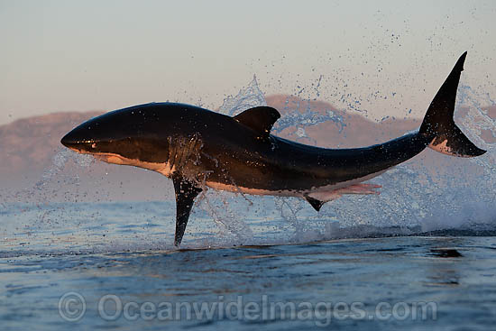 Great White Shark (Carcharodon carcharias) breaching whilst predating on the surface. Seal Island, False Bay, South Africa. Protected species. Photo - Chris & Monique Fallows Great White Shark (Carcharodon carcharias) breaching whilst predating on the surface. Seal Island, False Bay, South Africa. Protected species. Photo - Chris & Monique Fallows