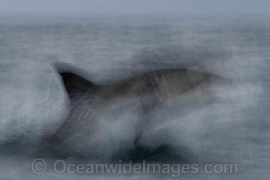 Great White Shark breaching photo