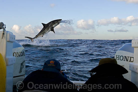 Great White Shark (Carcharodon carcharias) breaching whilst predating on the surface. Seal Island, False Bay, South Africa. Protected species. Photo - Chris & Monique Fallows Great White Shark (Carcharodon carcharias) breaching whilst predating on the surface. Seal Island, False Bay, South Africa. Protected species. Photo - Chris & Monique Fallows
