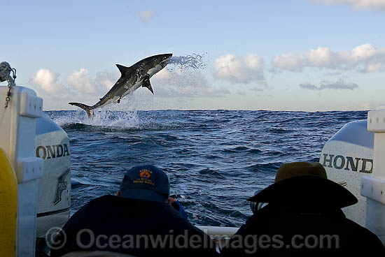 Great White Shark breaching photo