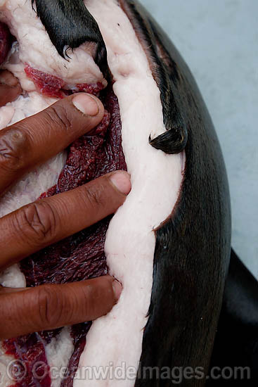 Cape Fur Seal (Arctocephalus guadalupe fur seal. Cape Fur Seal (Arctocephalus