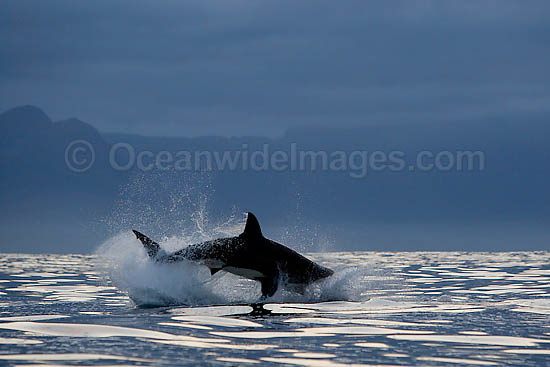 Great White Shark hunting seal photo