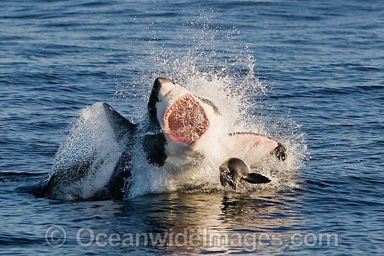 Great White Shark attacking seal photo