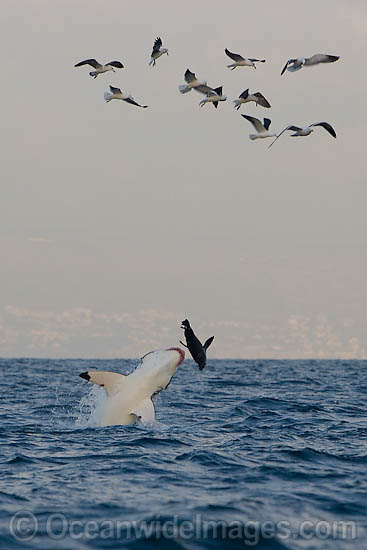 Great White Shark attacking seal photo