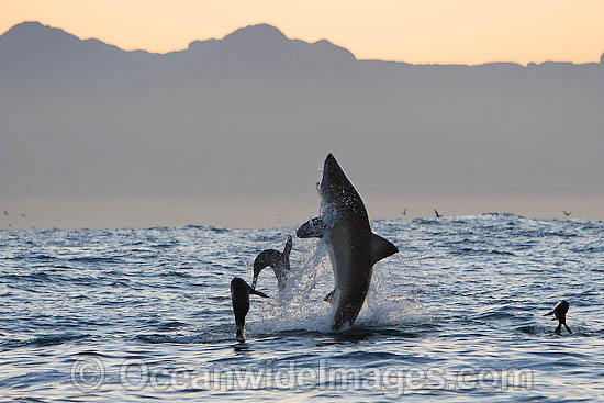 Great White Shark hunting seal photo