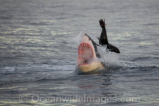 Great White Shark (Carcharodon carcharias) hunting a Cape Fur Seal (Arctocephalus pussilus pussilus). Seal Island, False Bay South Africa Photo - Chris & Monique Fallows