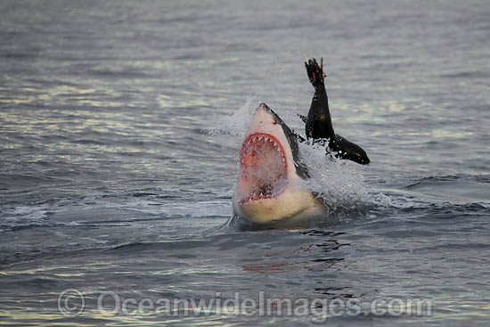 Great White Shark attacking seal photo