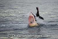 Great White Shark attacking seal Photo - Chris & Monique Fallows