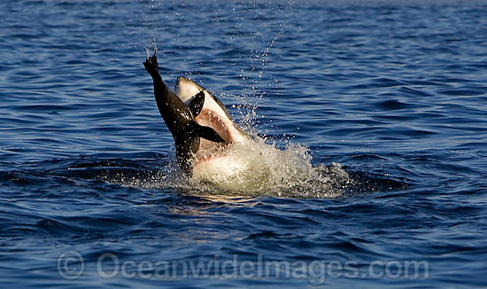 Great White Shark hunting seal photo