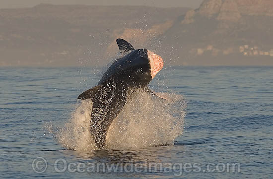 Great White Shark attacking seal photo