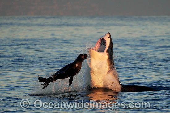 Great White Shark hunting seal photo