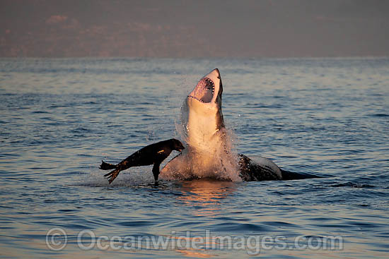 Great White Shark attacking seal photo