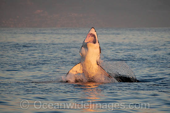 Great White Shark (Carcharodon carcharias) hunting a Cape Fur Seal (Arctocephalus pussilus pussilus). Seal Island, False Bay South Africa. Sequence 4. Photo - Chris & Monique Fallows
