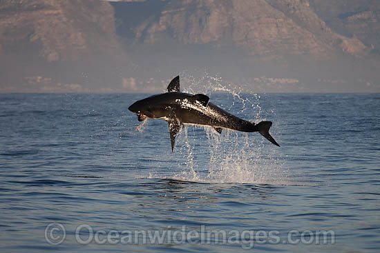 Great White Shark (Carcharodon carcharias) hunting a Cape Fur Seal (Arctocephalus pussilus pussilus). Seal Island, False Bay South Africa. Sequence 1. Photo - Chris & Monique Fallows Great White Shark (Carcharodon carcharias) hunting a Cape Fur Seal (Arctocephalus pussilus pussilus). Seal Island, False Bay South Africa. Sequence 1. Photo - Chris & Monique Fallows