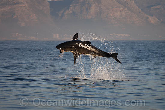 Great White Shark attacking seal photo