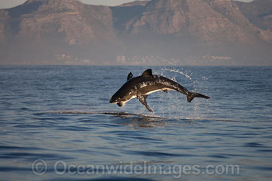 Great White Shark attacking seal photo