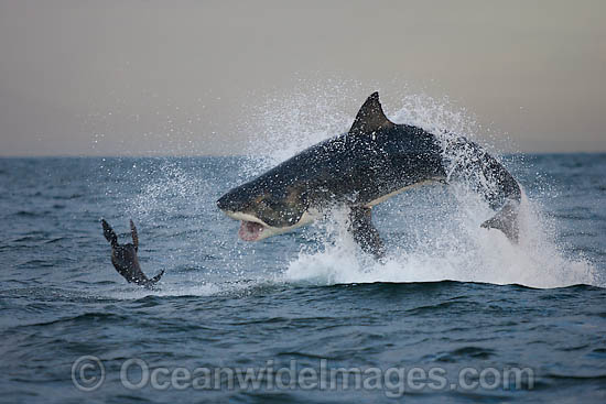 Great White Shark hunting seal photo Great White Shark hunting seal photo