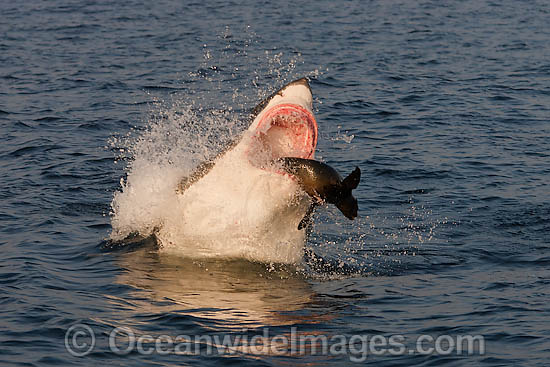 Great White Shark attacking seal photo