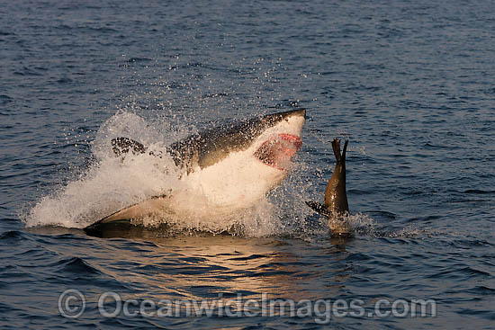 Great White Shark attacking seal photo