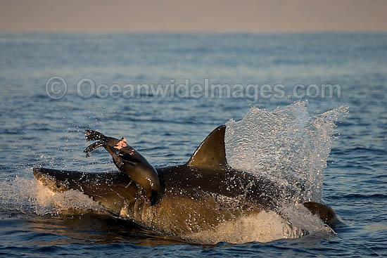 Great White Shark hunting seal photo