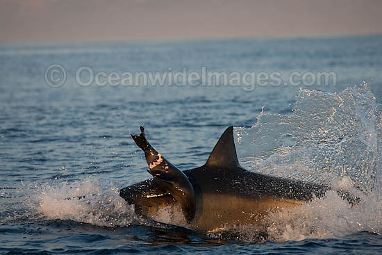 Great White Shark attacking seal photo