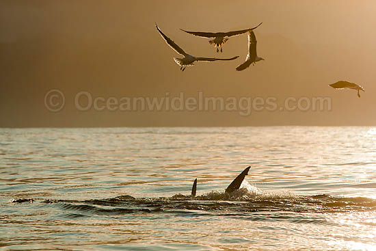 Great White Shark attacking seal photo