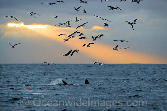 Great White Shark hunting seal photo