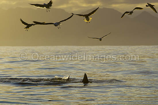 Great White Shark attacking seal photo