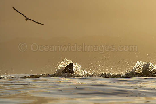 Great White Shark (Carcharodon carcharias) hunting a Cape Fur Seal (Arctocephalus pussilus pussilus). Seal Island, False Bay South Africa Photo - Chris & Monique Fallows Great White Shark (Carcharodon carcharias) hunting a Cape Fur Seal (Arctocephalus pussilus pussilus). Seal Island, False Bay South Africa Photo - Chris & Monique Fallows