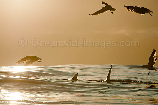 Great White Shark (Carcharodon carcharias) hunting a Cape Fur Seal (Arctocephalus pussilus pussilus). Seal Island, False Bay South Africa Photo - Chris & Monique Fallows Great White Shark (Carcharodon carcharias) hunting a Cape Fur Seal (Arctocephalus pussilus pussilus). Seal Island, False Bay South Africa Photo - Chris & Monique Fallows