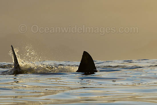 Great White Shark hunting seal photo