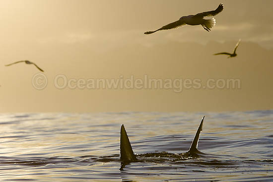 Great White Shark attacking seal photo