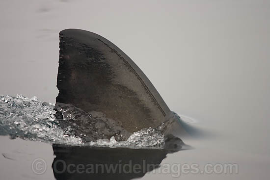 Great White Shark (Carcharodon carcharias) with dorsal fin on the surface. Seal Island, False Bay, South Africa. Protected species. Photo - Chris & Monique Fallows Great White Shark (Carcharodon carcharias) with dorsal fin on the surface. Seal Island, False Bay, South Africa. Protected species. Photo - Chris & Monique Fallows