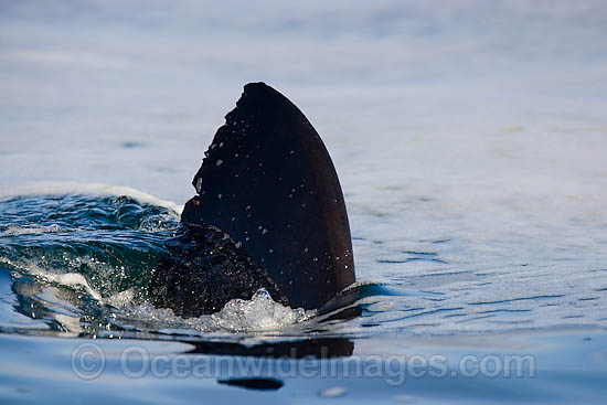 Shark dorsal fin photo