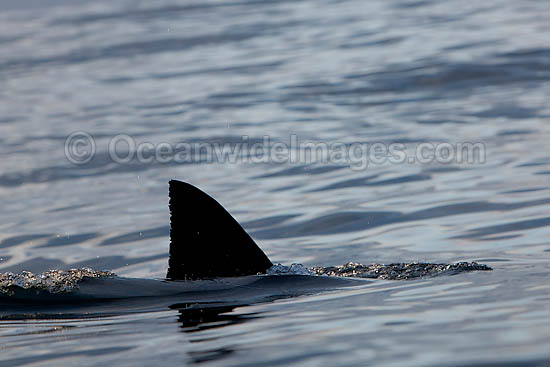 Great White Shark (Carcharodon carcharias) with dorsal fin on the surface. Seal Island, False Bay, South Africa. Protected species. Photo - Chris & Monique Fallows
