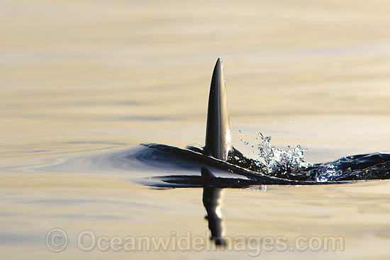 Great White Shark (Carcharodon carcharias) with dorsal fin on the surface. Seal Island, False Bay, South Africa. Protected species. Photo - Chris & Monique Fallows Great White Shark (Carcharodon carcharias) with dorsal fin on the surface. Seal Island, False Bay, South Africa. Protected species. Photo - Chris & Monique Fallows