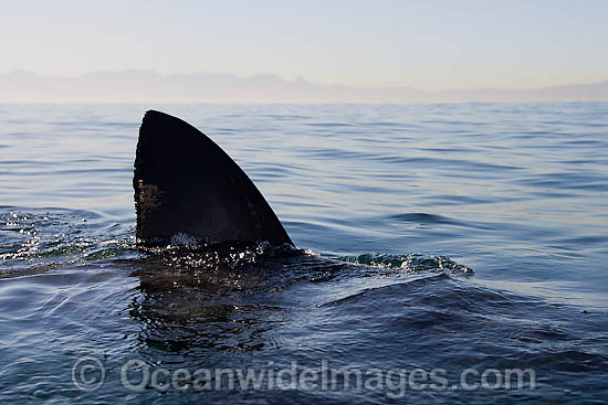 Shark dorsal fin photo