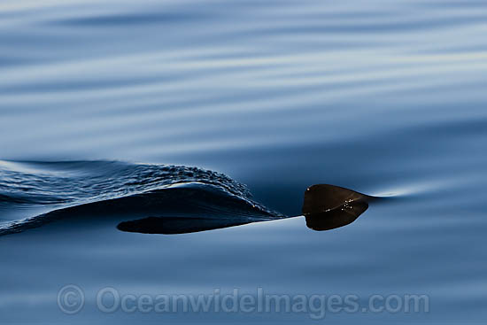 Shark dorsal fin photo