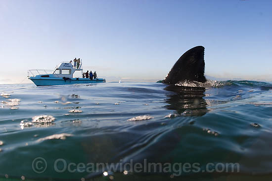 Great White Shark (Carcharodon carcharias) with dorsal fin on the surface. Seal Island, False Bay, South Africa. Protected species. Photo - Chris & Monique Fallows Great White Shark (Carcharodon carcharias) with dorsal fin on the surface. Seal Island, False Bay, South Africa. Protected species. Photo - Chris & Monique Fallows